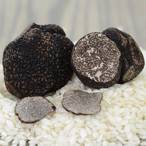 Fresh Black Winter Truffle - Tuber Melanosporum Vitt