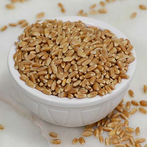 Wheat Berries - Red, Hard