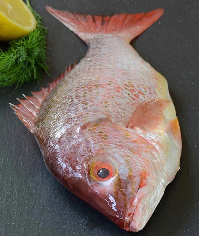 snapper