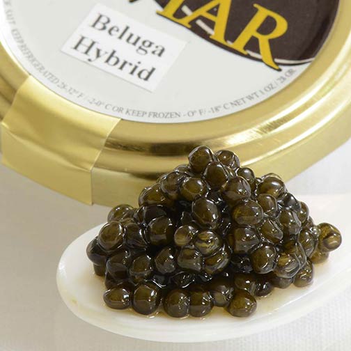 pic Beluga Sturgeon Eggs beluga hybrid caviar malossol farm raised